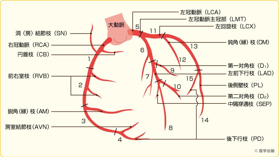 心電図 | お茶の水医科大学